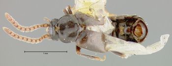 Media type: image;   Entomology 9026 Aspect: habitus dorsal view